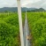 马占相思绿化苗木马占相思基地直供量大优惠