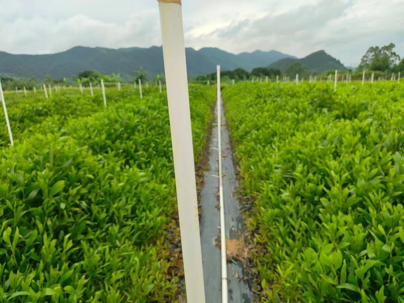 马占相思绿化苗木马占相思基地直供量大优惠