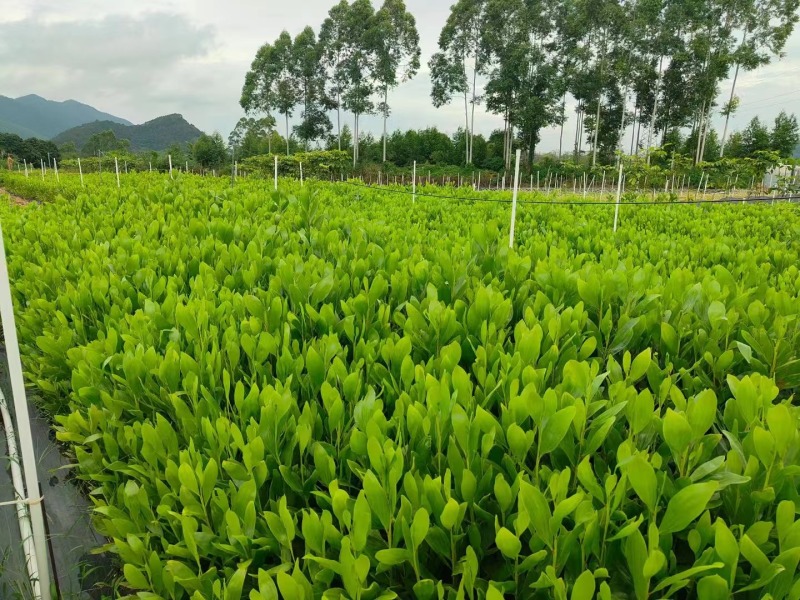 马占相思绿化苗木马占相思基地直供量大优惠