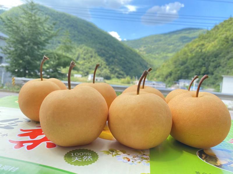 恩施巴东下马洞黄金梨