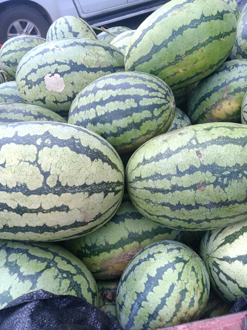 甜王瓜