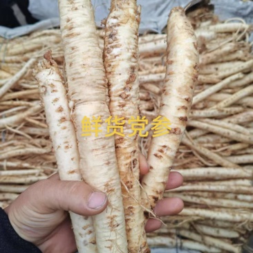 鲜货党参，云南高山药材一级党参，优良品质药材！