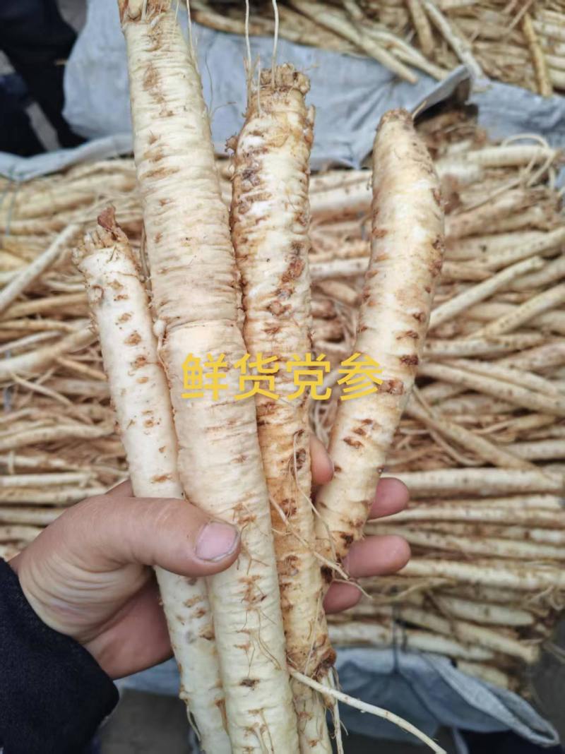 鲜货党参，云南高山药材一级党参，优良品质药材！