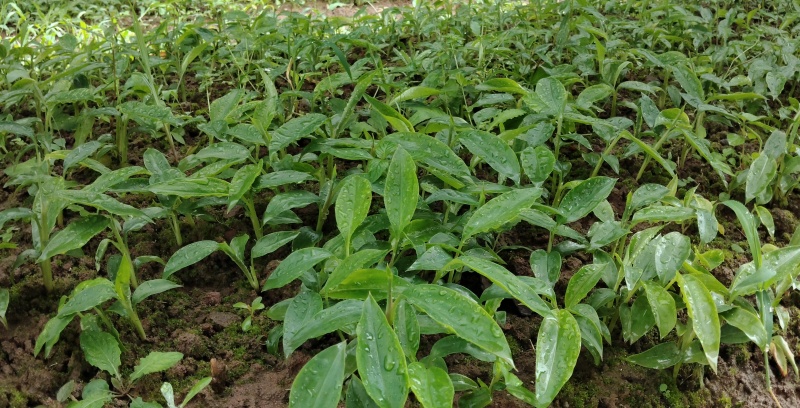 香砂仁苗