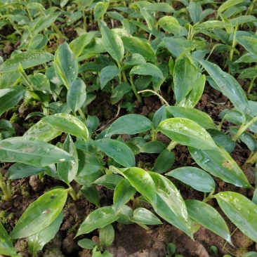 香砂仁苗