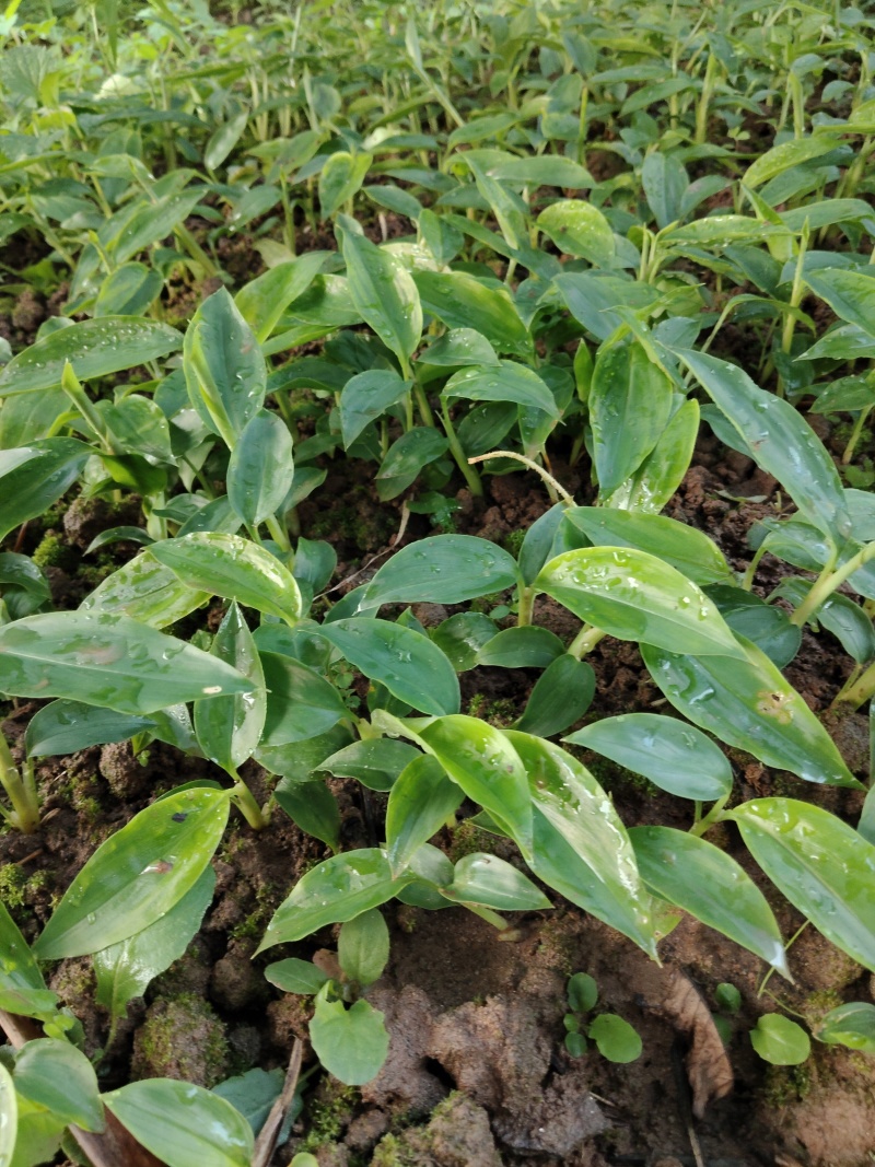 香砂仁苗