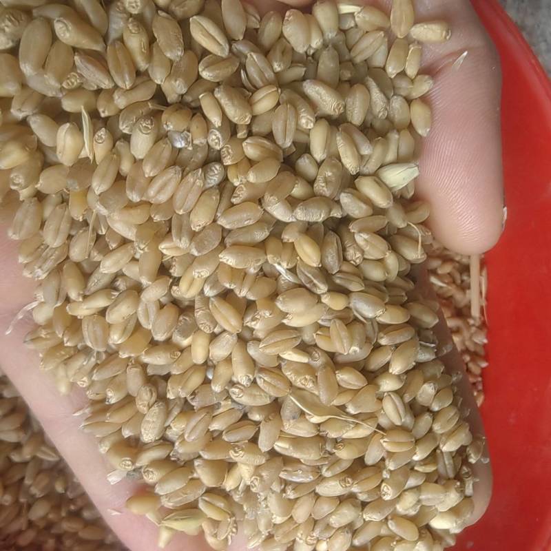 25年普白麦1000吨