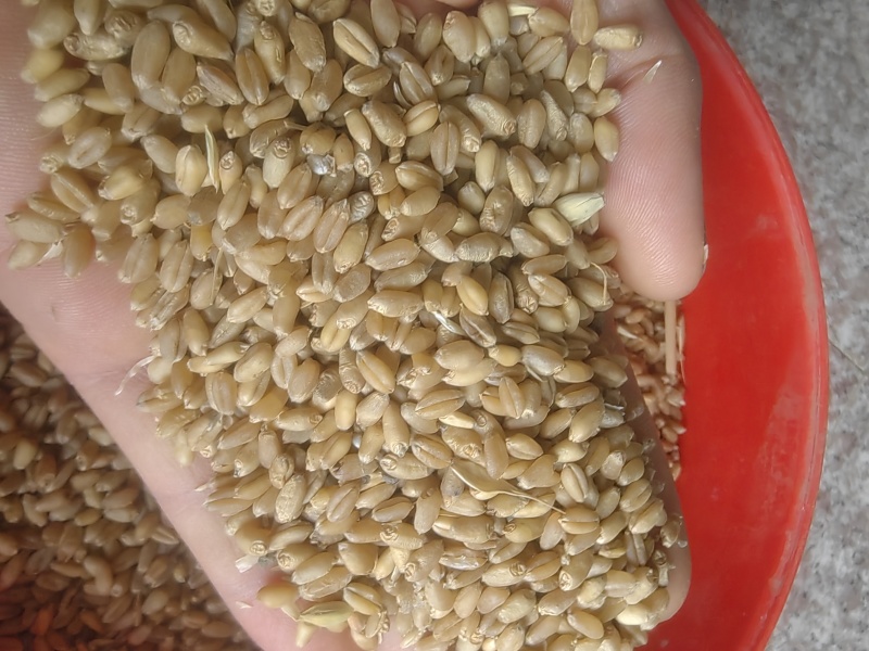 25年普白麦1000吨
