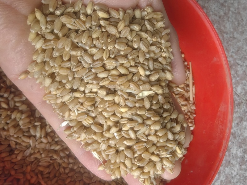 25年普白麦1000吨