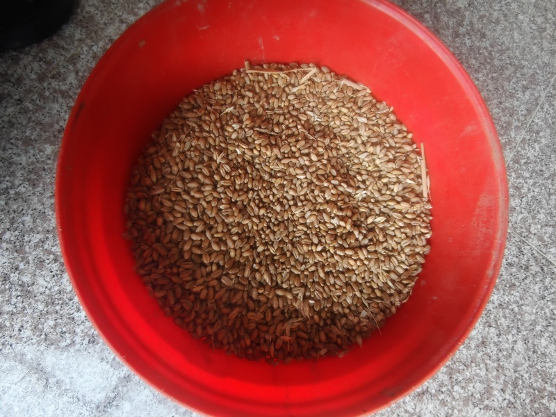 25年普白麦1000吨