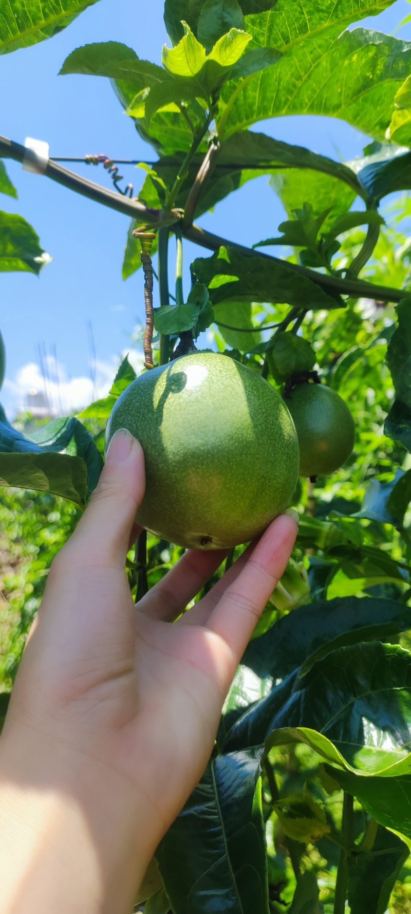 云南高原紫皮百香果，自家种植树上自然成熟