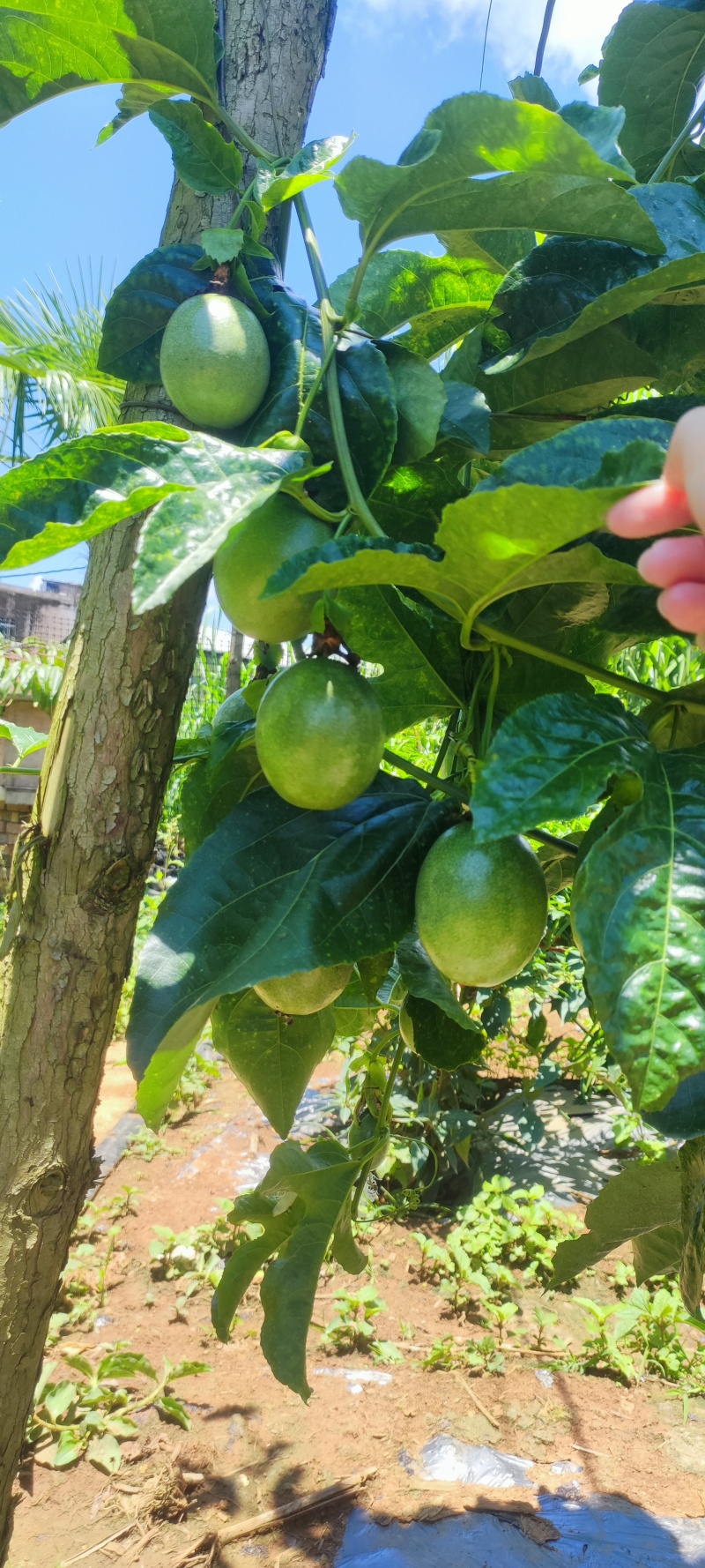 云南高原紫皮百香果，自家种植树上自然成熟