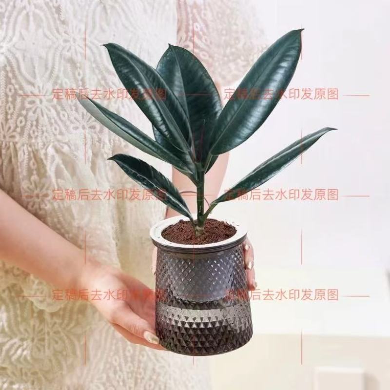 橡皮树黑金刚—件代发