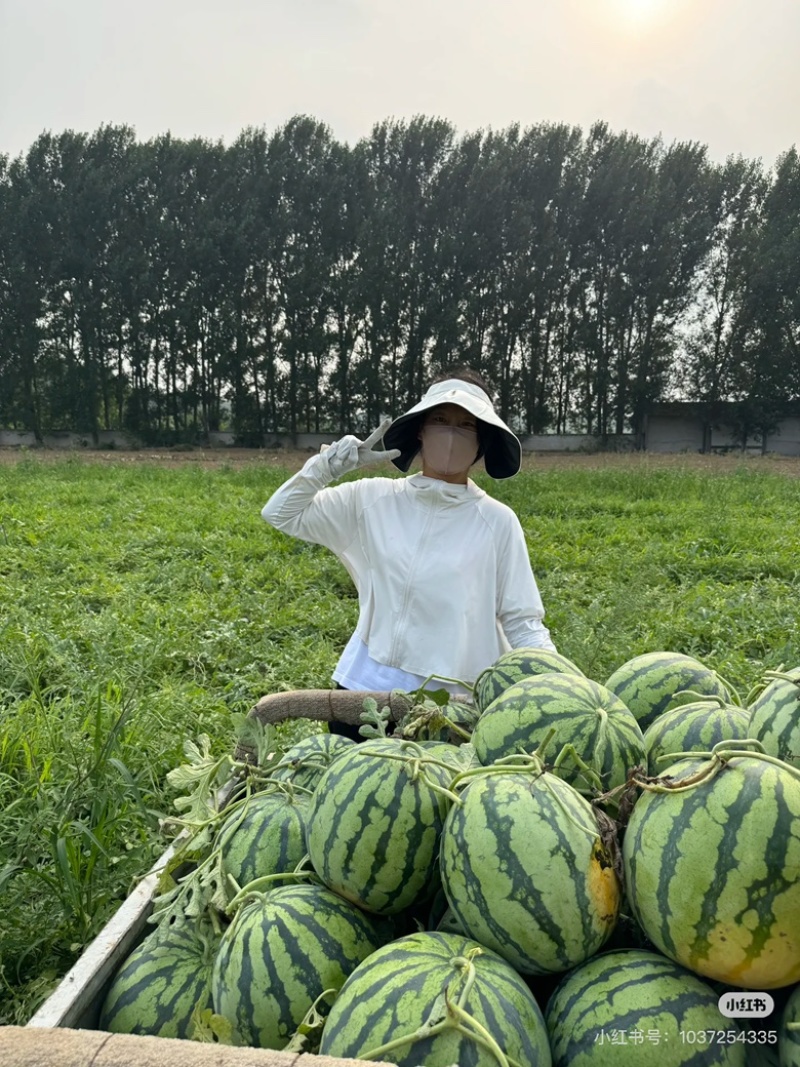 河南大西瓜