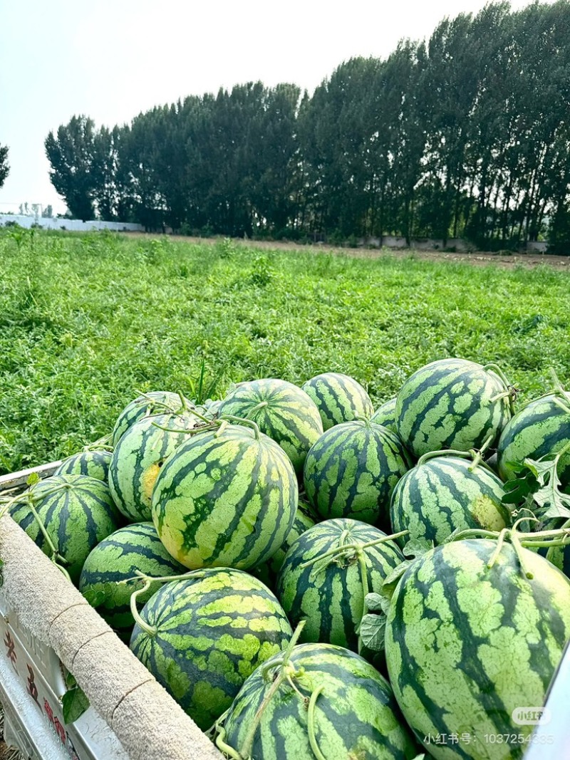 河南大西瓜
