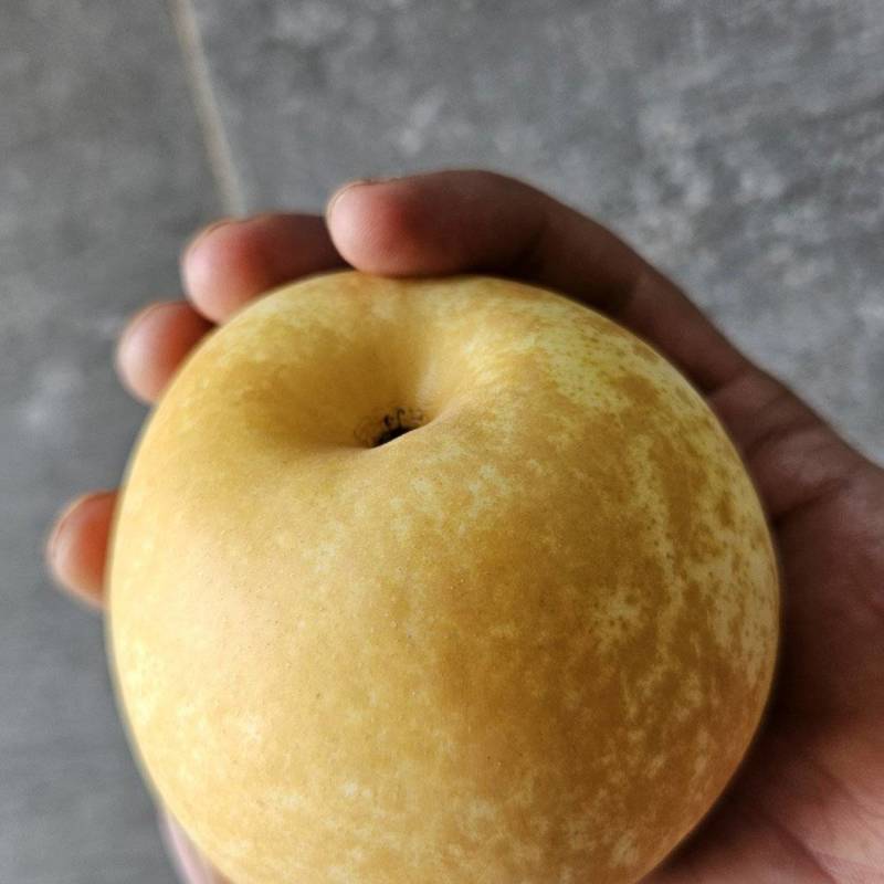 黄金梨