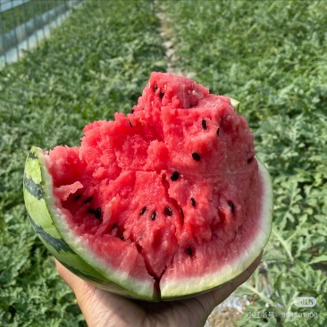 河南大西瓜