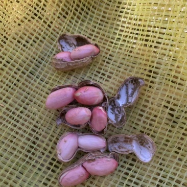 鲜花生四粒红小白沙，鲁花8号，全国直发。