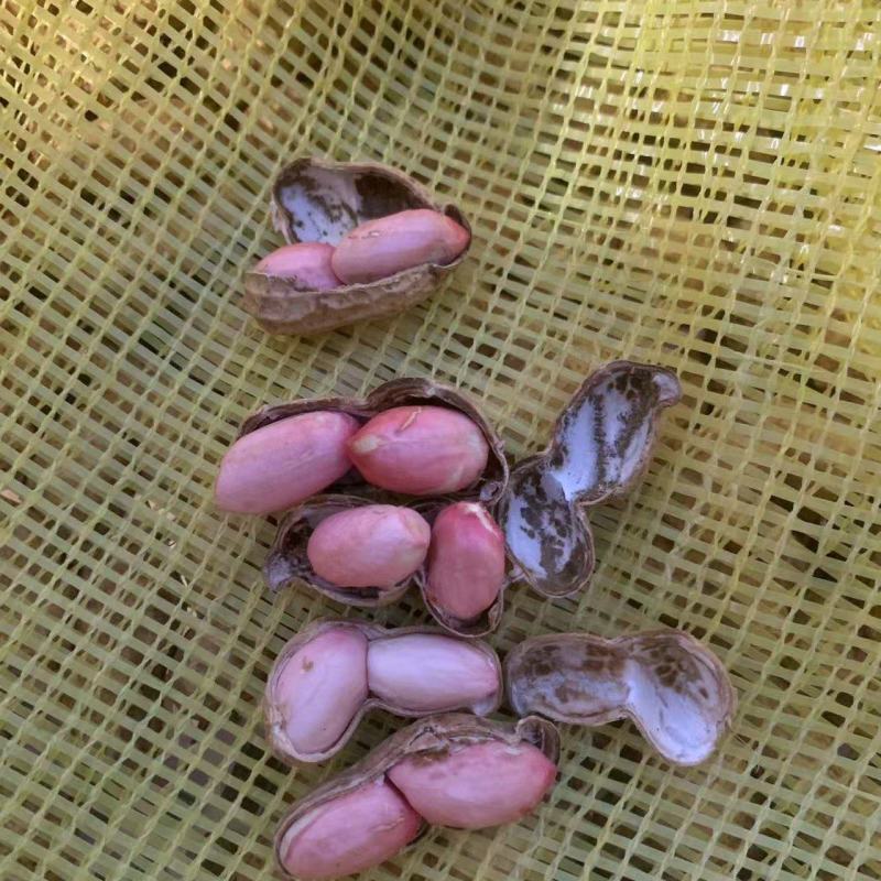 鲜花生四粒红小白沙，鲁花8号，全国直发。
