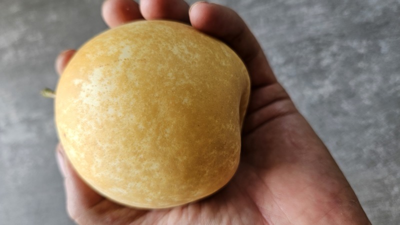 黄金梨