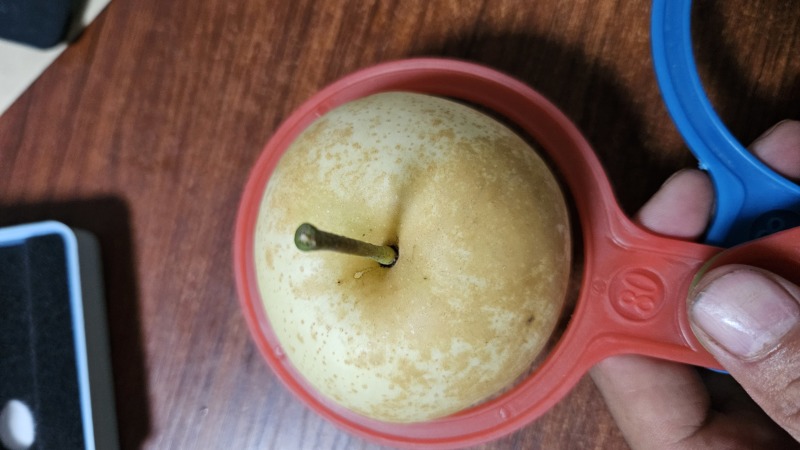 黄金梨