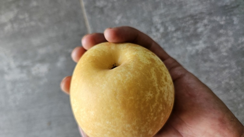 黄金梨