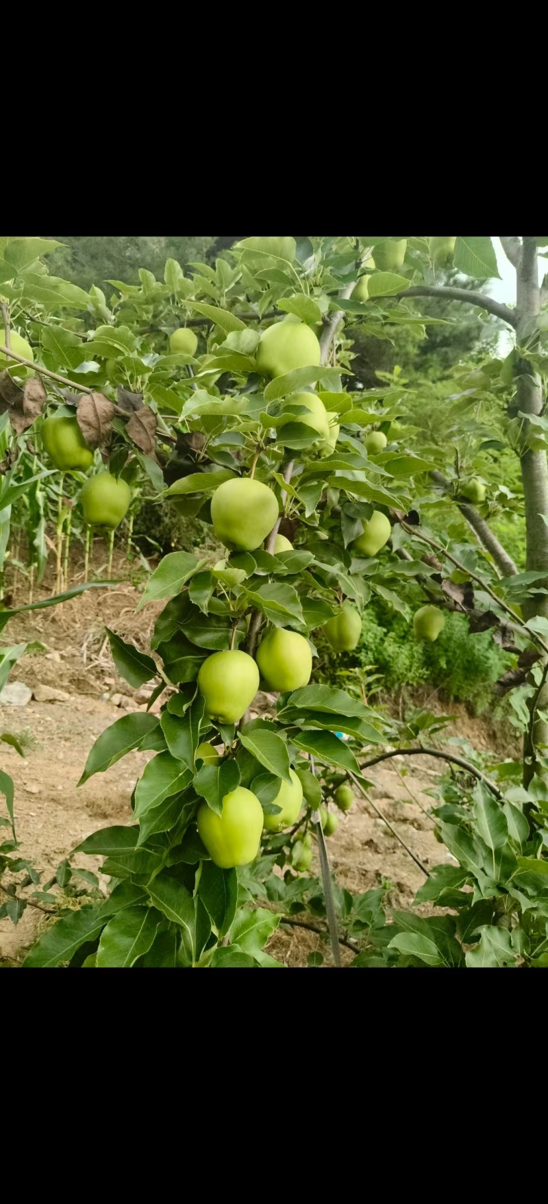 早熟梨