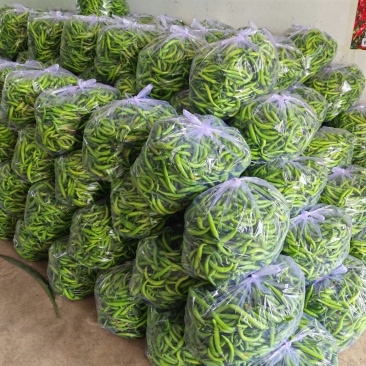 精品杭椒