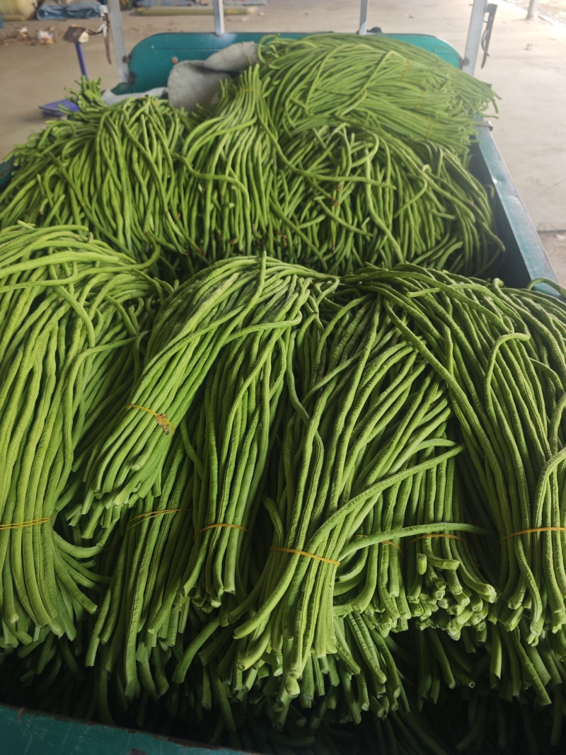 精品长豆角，大量上市中，质量保证，欢迎咨询