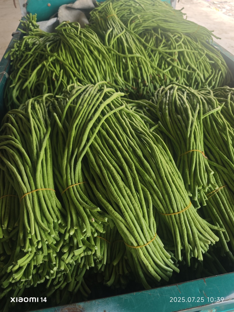 精品长豆角，大量上市中，质量保证，欢迎咨询