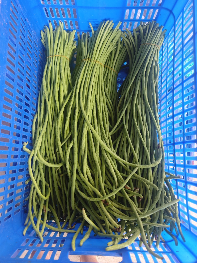 精品长豆角，大量上市中，质量保证，欢迎咨询