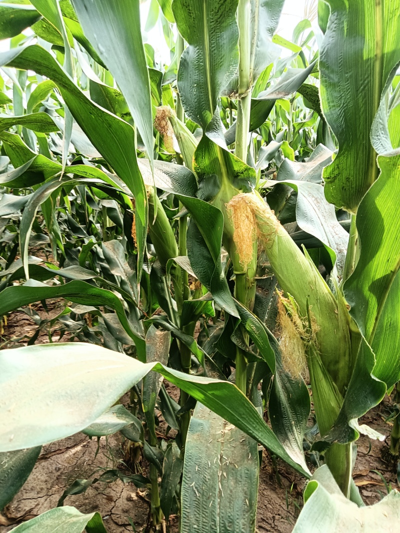 玉米