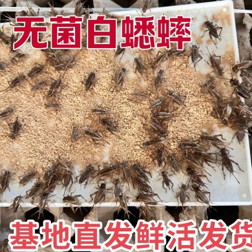 白蟋蟀养殖基地需要的可以联系全国的朋友欢迎采购
