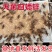 白蟋蟀养殖基地需要的可以联系全国的朋友欢迎采购