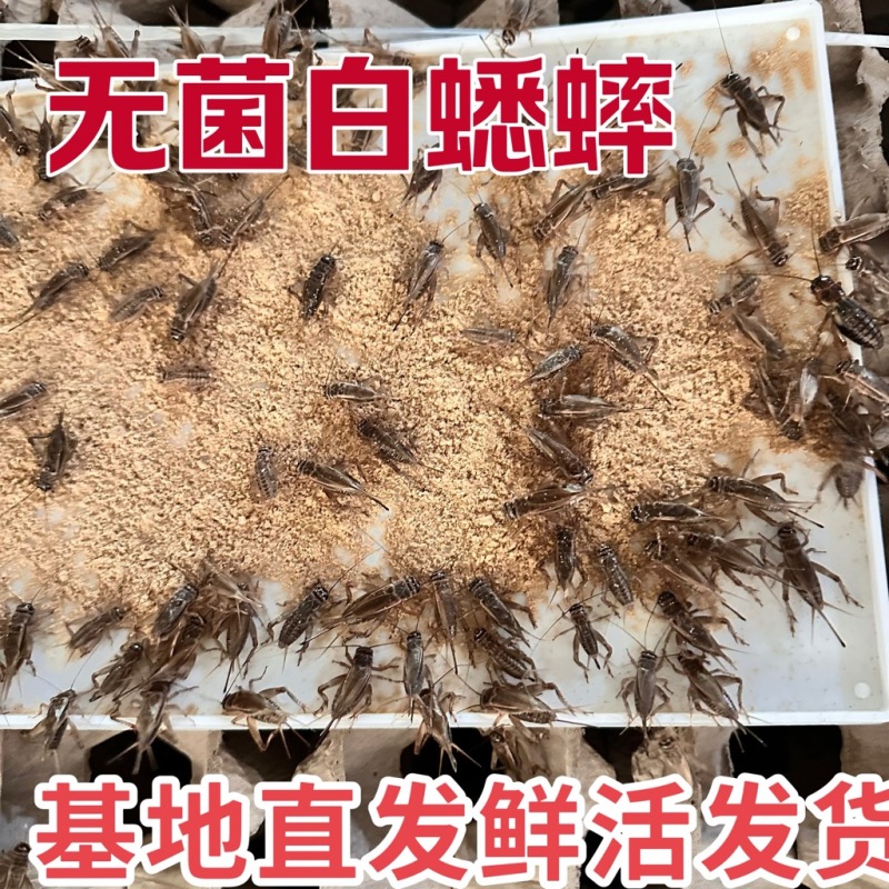 白蟋蟀养殖基地需要的可以联系全国的朋友欢迎采购