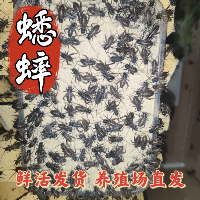 白蟋蟀养殖基地需要的可以联系全国的朋友欢迎采购