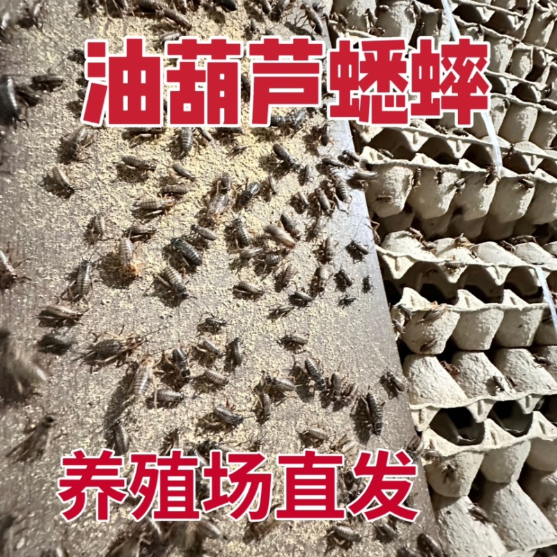 白蟋蟀养殖基地需要的可以联系全国的朋友欢迎采购
