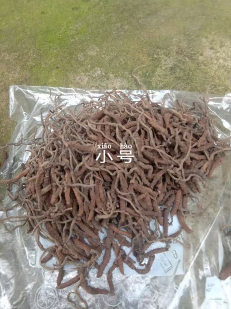 新鲜虫草全国供应规格齐全品质有保障随时可聊