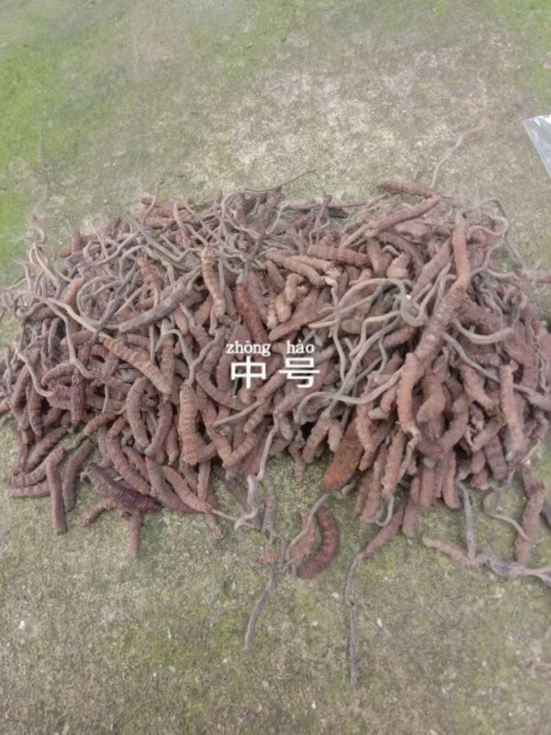 新鲜虫草全国供应规格齐全品质有保障随时可聊
