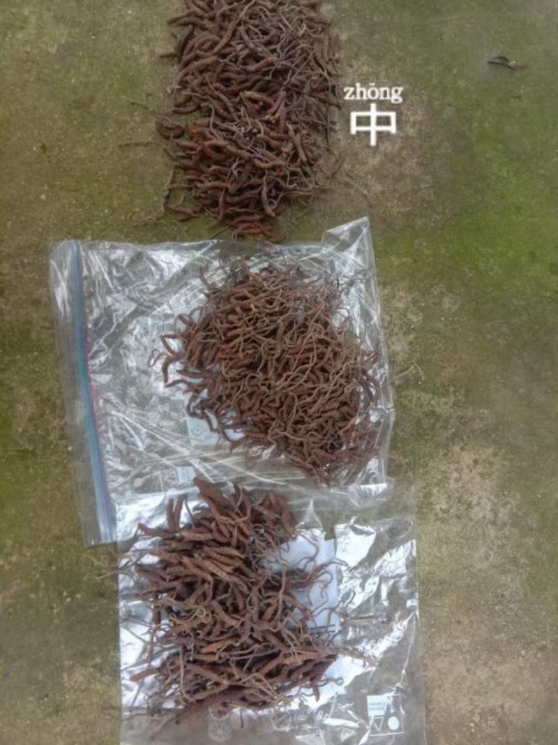 新鲜虫草全国供应规格齐全品质有保障随时可聊