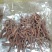 新鲜虫草全国供应规格齐全品质有保障随时可聊