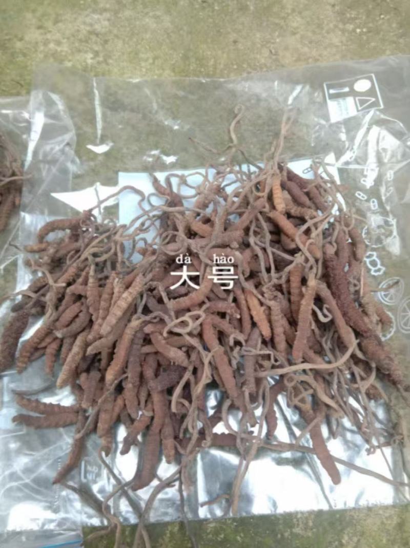新鲜虫草全国供应规格齐全品质有保障随时可聊