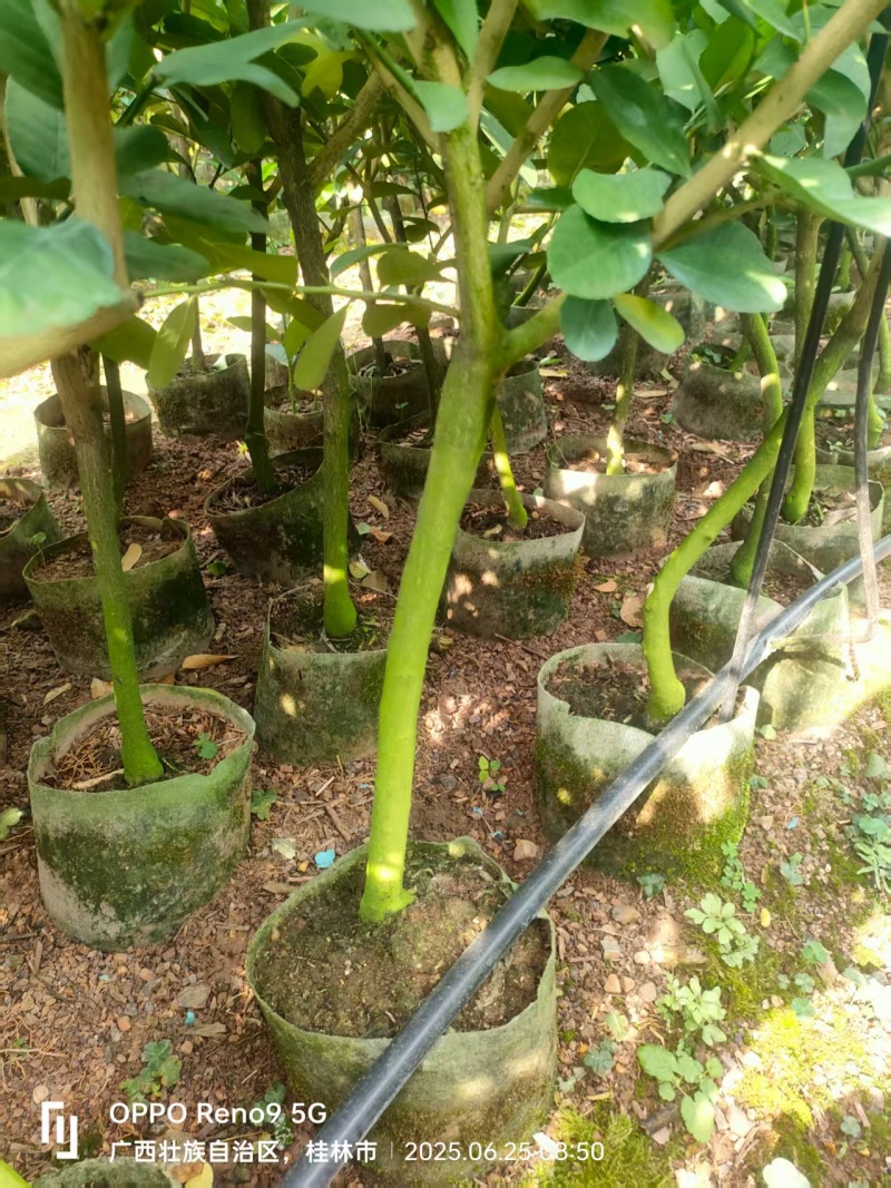 柠檬苗，柠檬挂果杯苗