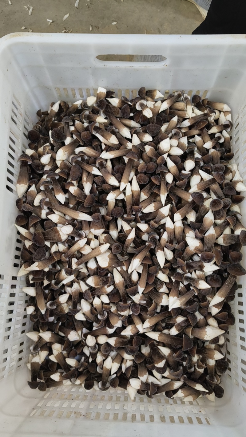 鲜黑皮鸡枞菌