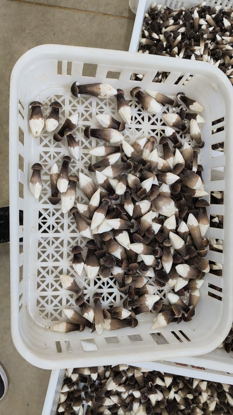 鲜黑皮鸡枞菌