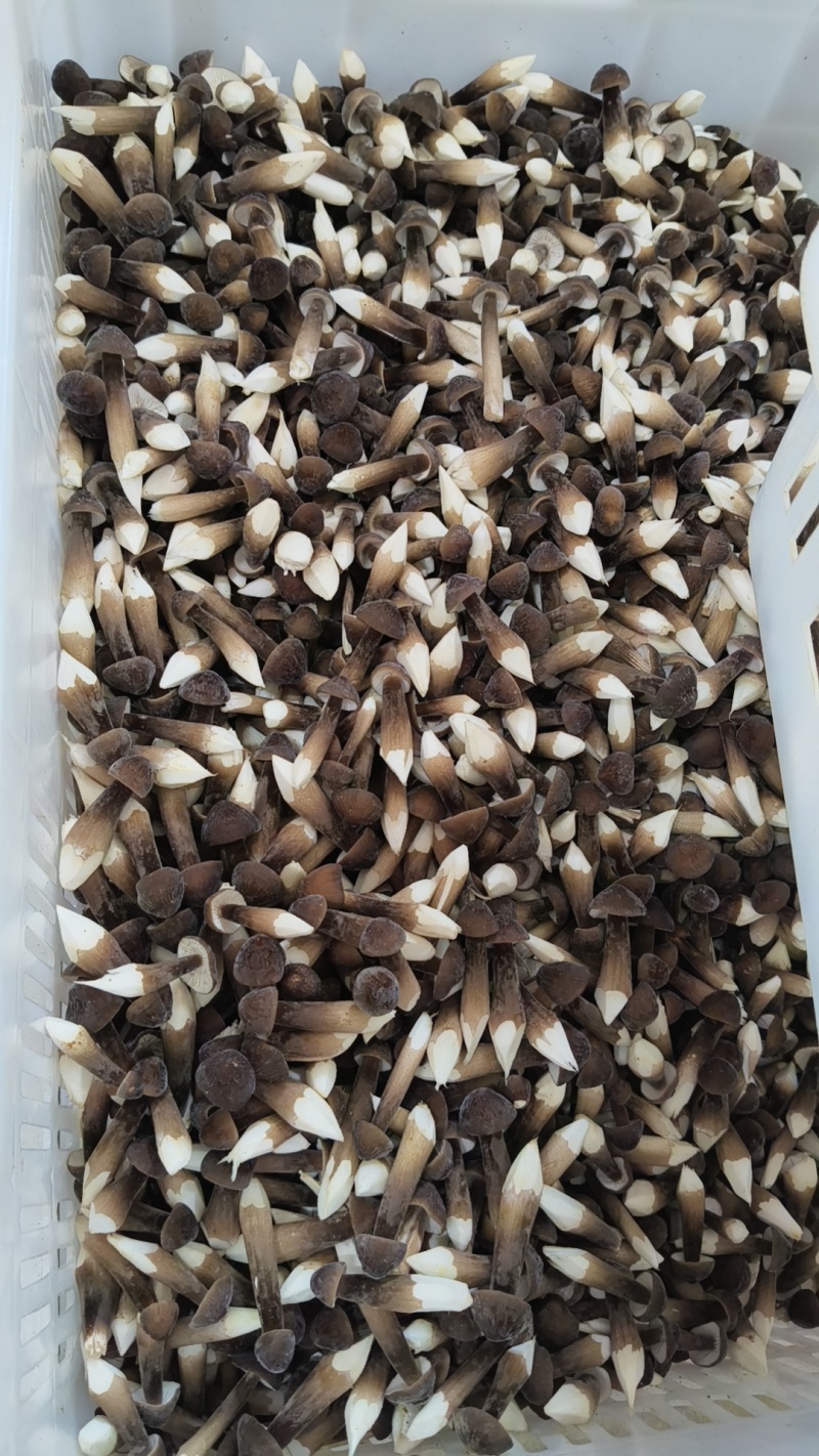 鲜黑皮鸡枞菌