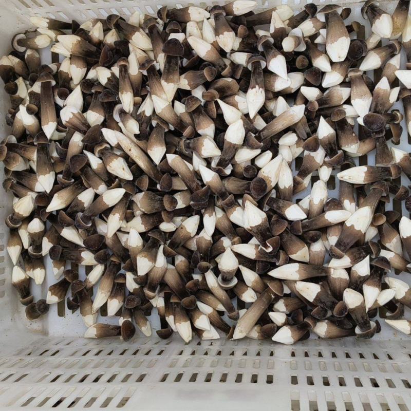 鲜黑皮鸡枞菌