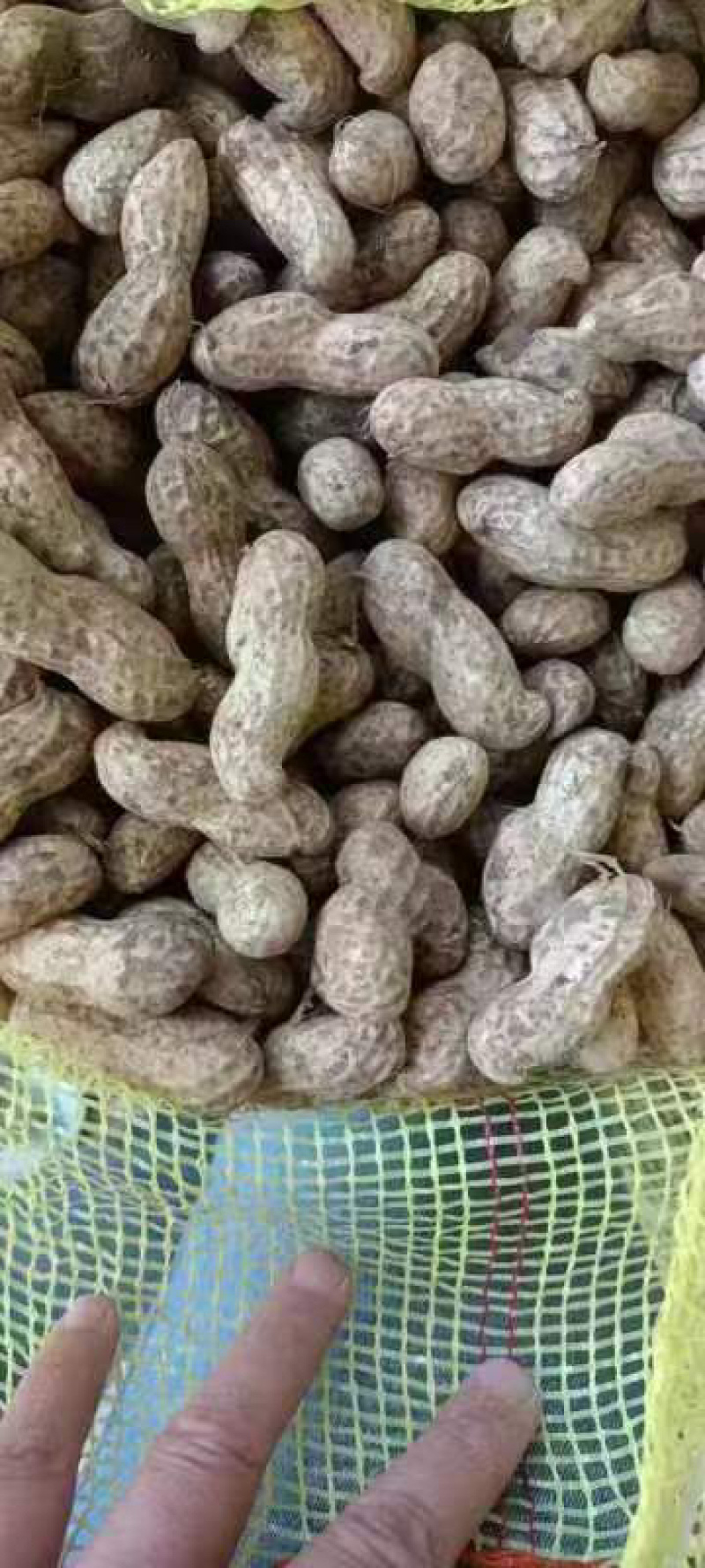 湖北天门鲜花生天府中花，现采现发质量保证，欢迎咨询
