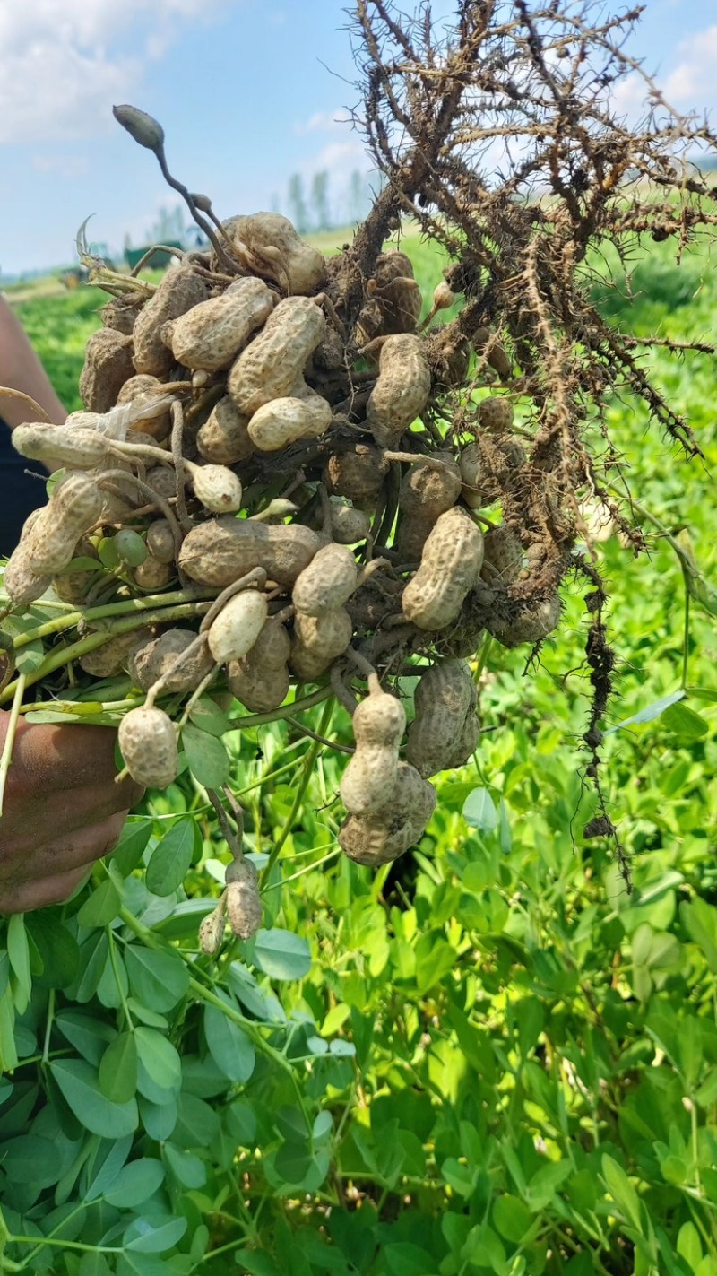 湖北天门鲜花生天府中花，现采现发质量保证，欢迎咨询