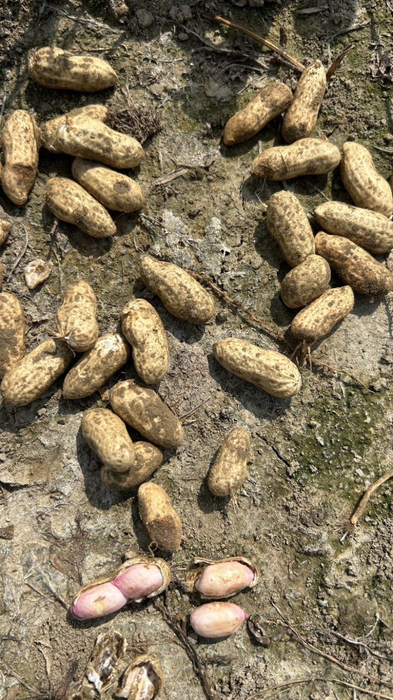 湖北天门鲜花生天府中花，现采现发质量保证，欢迎咨询